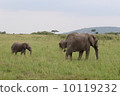 大草原非洲大象 10119232