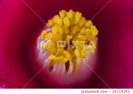 Camellia's noodles 10119342