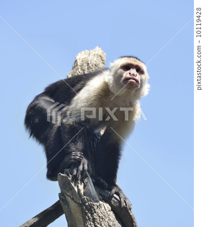 White-Throated Capuchin Monkey 10119428