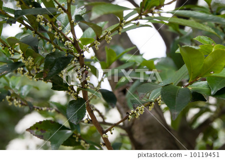 Hisakaki的花 Hisakaki的花 10119451