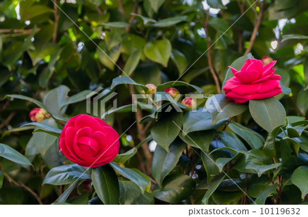 Camellia red maiden 10119632