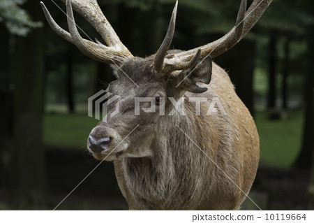 Deer (Cervus elaphus) 10119664