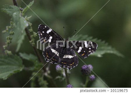 Map butterfly (Araschnia levana) - summer appearance 10119675