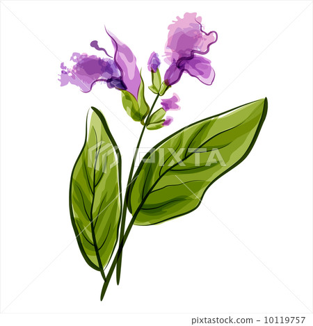Salvia. Sage. Vector illustration 10119757