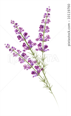 Lavender. Watercolor drawing. Vector 10119760