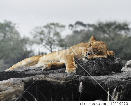 Female Lion 10119970