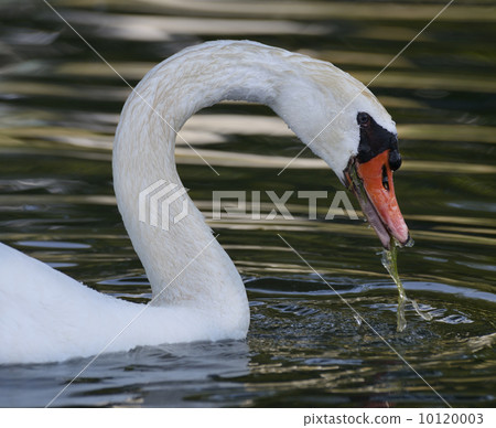 Swan Portrait 10120003