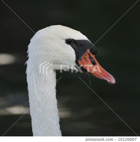 Swan Portrait Swan Portrait 10120007