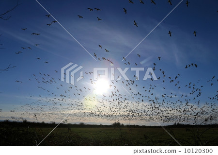 Sun and Snow Geese in Blue sky 10120300