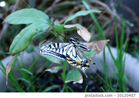 Swallowtail butterfly Swallowtail butterfly 10120487