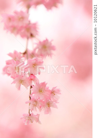 姚庫雷奈枝櫻花 10120621