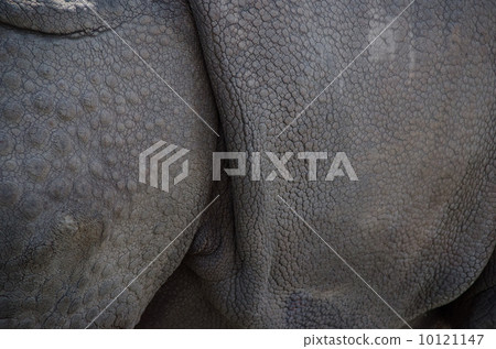 印度雨的皮膚 10121147