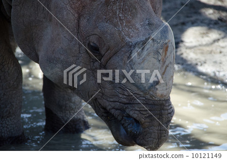 印度戒指 10121149