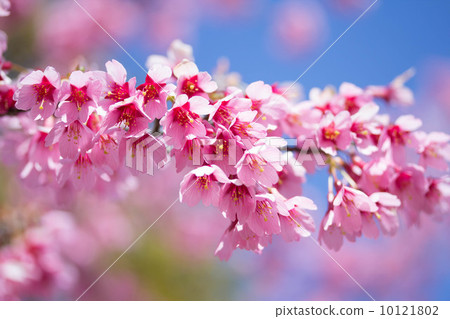 早期盛開的櫻花 10121802