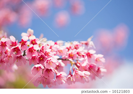 Early Blooming Sakura Early Blooming Sakura 10121803