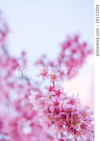 Pink color bloom 10121804