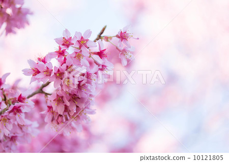 Pink color bloom 10121805