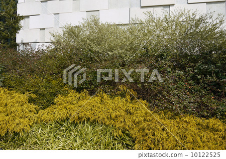 Low shrub mixed planting 10122525