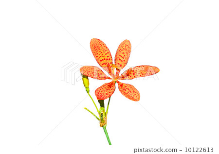 Black Berry Lily 10122613