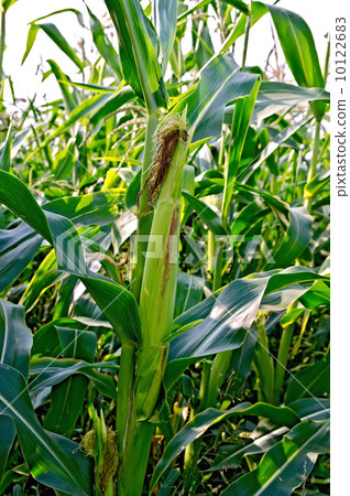 Corncob on a cornfield Corncob on a cornfield 10122683