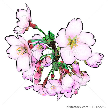 Cherry Blossoms Cherry Blossoms 10122732