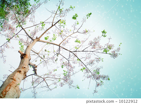 Branches 10122912