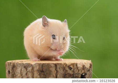 Kinkama hamster to be grooming on stumps 10123026