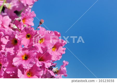 Close-up of Okaya's cherry tree shining in the blue sky after rain Close-up of Okaya's cherry tree shining in the blue sky after rain 10123038