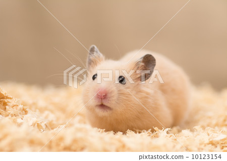 金卡倉鼠 10123154