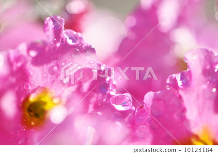 Macro shot of waterdrops attached to the petal of primrose as it rained 10123184