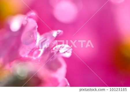 Macro shot of waterdrops attached to the petal of primrose as it rained 10123185