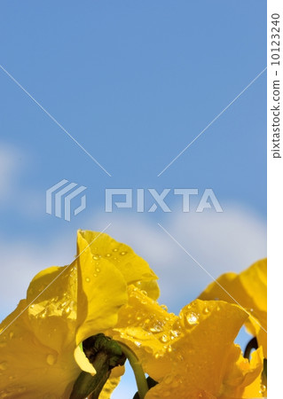 雨後，水滴的微距拍攝附在三色紫羅蘭的花瓣上 10123240