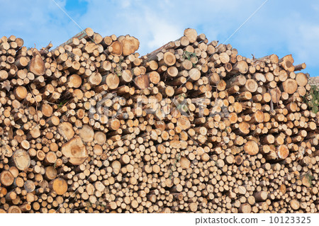 Pile of wood 10123325