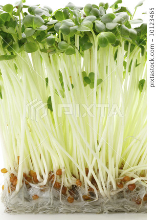 注意:蘿蔔蘿蔔 注意:蘿蔔蘿蔔 10123465