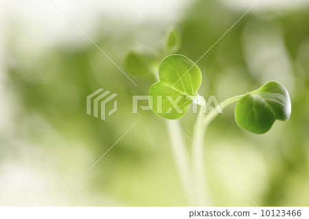 注意:蘿蔔蘿蔔 注意:蘿蔔蘿蔔 10123466