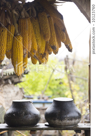 rural scene with dried corn rural scene with dried corn 10123760