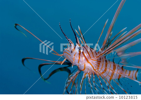 Hanamidokashigo 10123815