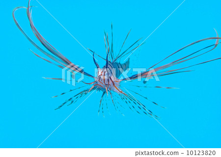 Hanturkey魚 10123820