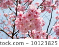 Ueno Park's early bloom full bloom cherry blossoms 10123825