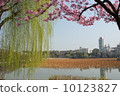 Ueno's lotus pond sunlight cherry tree and fresh-green willow 10123827