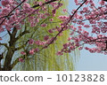 Ueno's lotus pond sunlight cherry tree and fresh-green willow 10123828