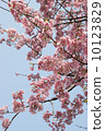 Ueno Park's early bloom full bloom cherry blossoms 10123829