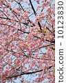 Ueno Park's early bloom full bloom cherry blossoms 10123830