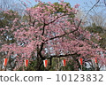Ueno Park's early bloom full bloom cherry blossoms 10123832