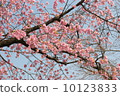 Ueno Park's early bloom full bloom cherry blossoms 10123833