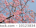 Ueno Park's early bloom full bloom cherry blossoms 10123834
