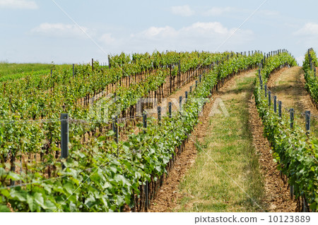 Tokay grapes 10123889