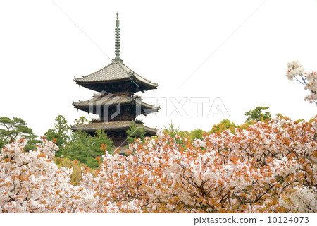 Ninna-ji Temple Five-storied Pagoda 10124073