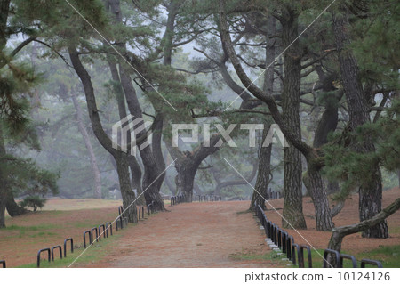 Kanonji市有明海灘在“Kotoko公園”的晨霧Kanonji寺廟Matsubara搖曳 10124126