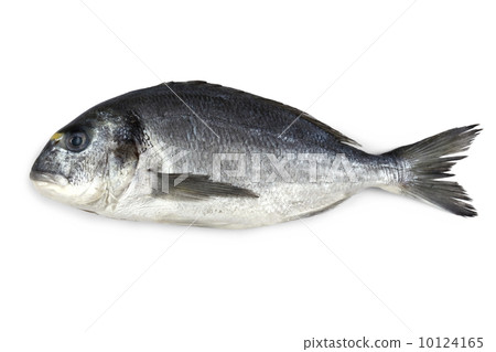 Fresh bream fish isolated 10124165